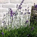 Bed & Breakfast La Douce Cens